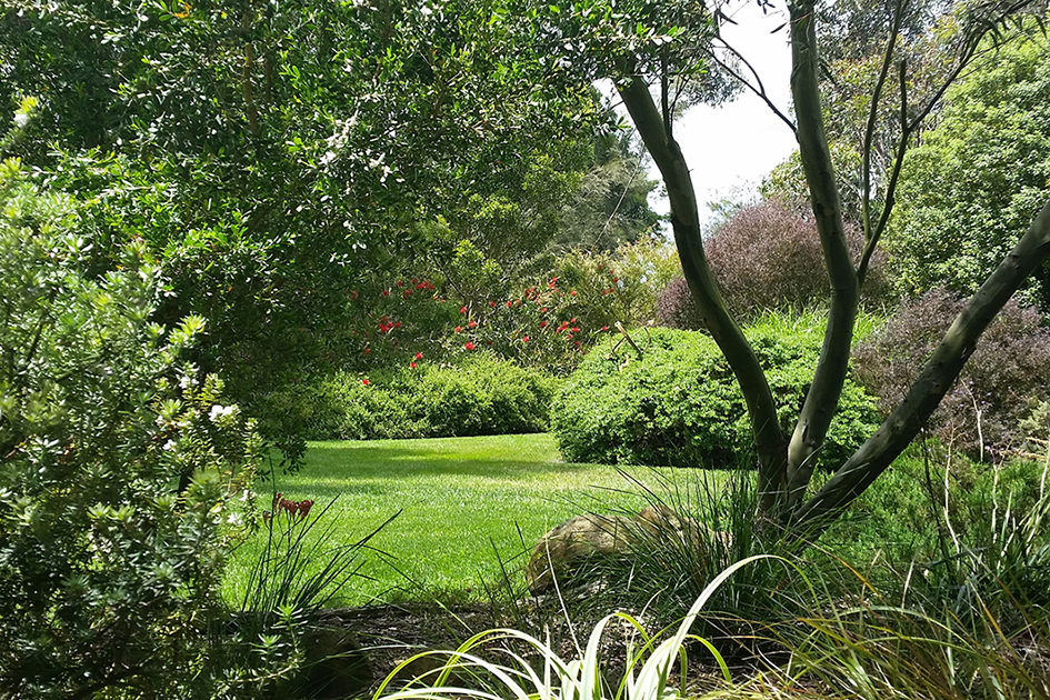 Timandra Native Garden