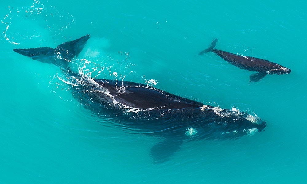 Shearwater Colonies and Whales