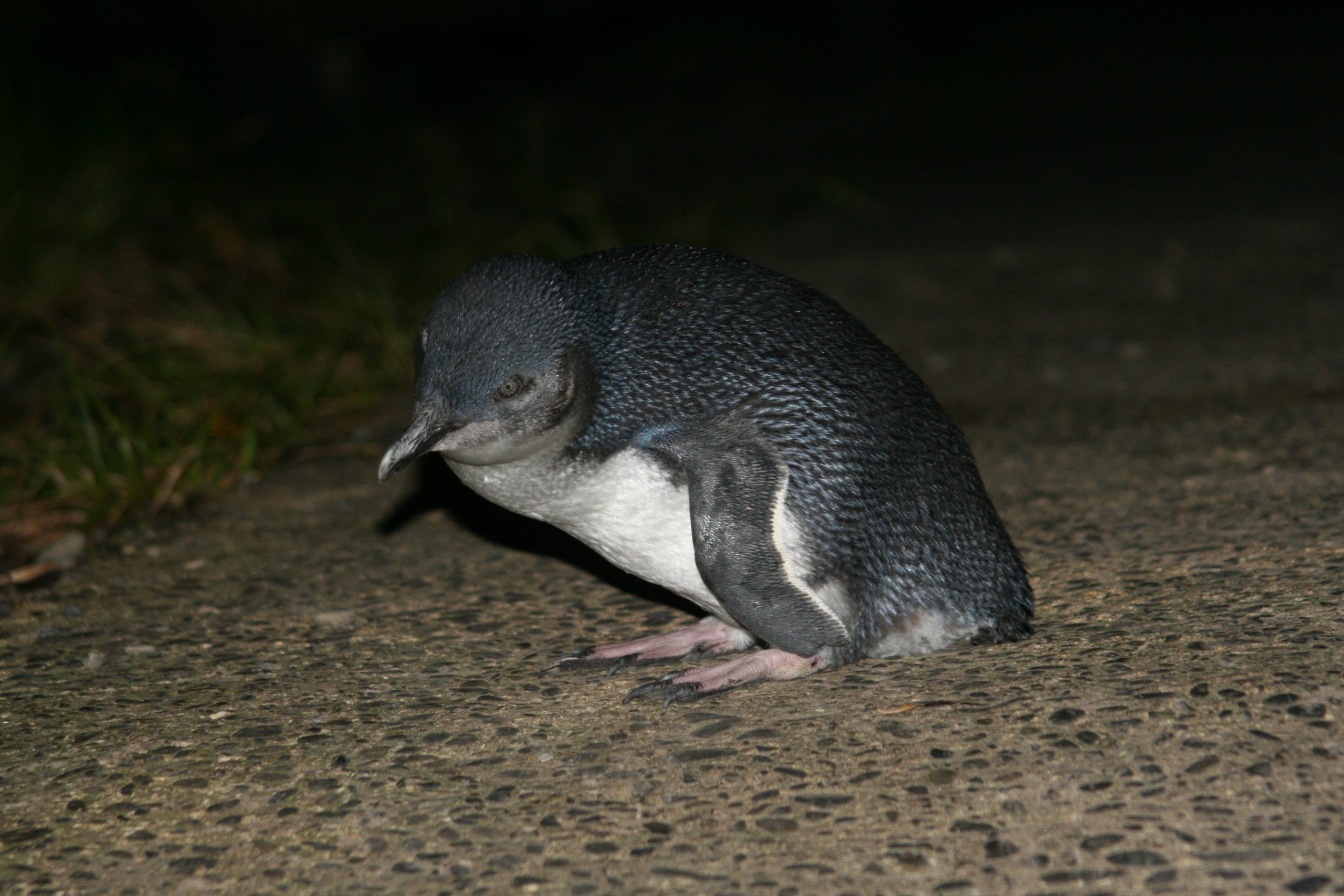 Little Penguin