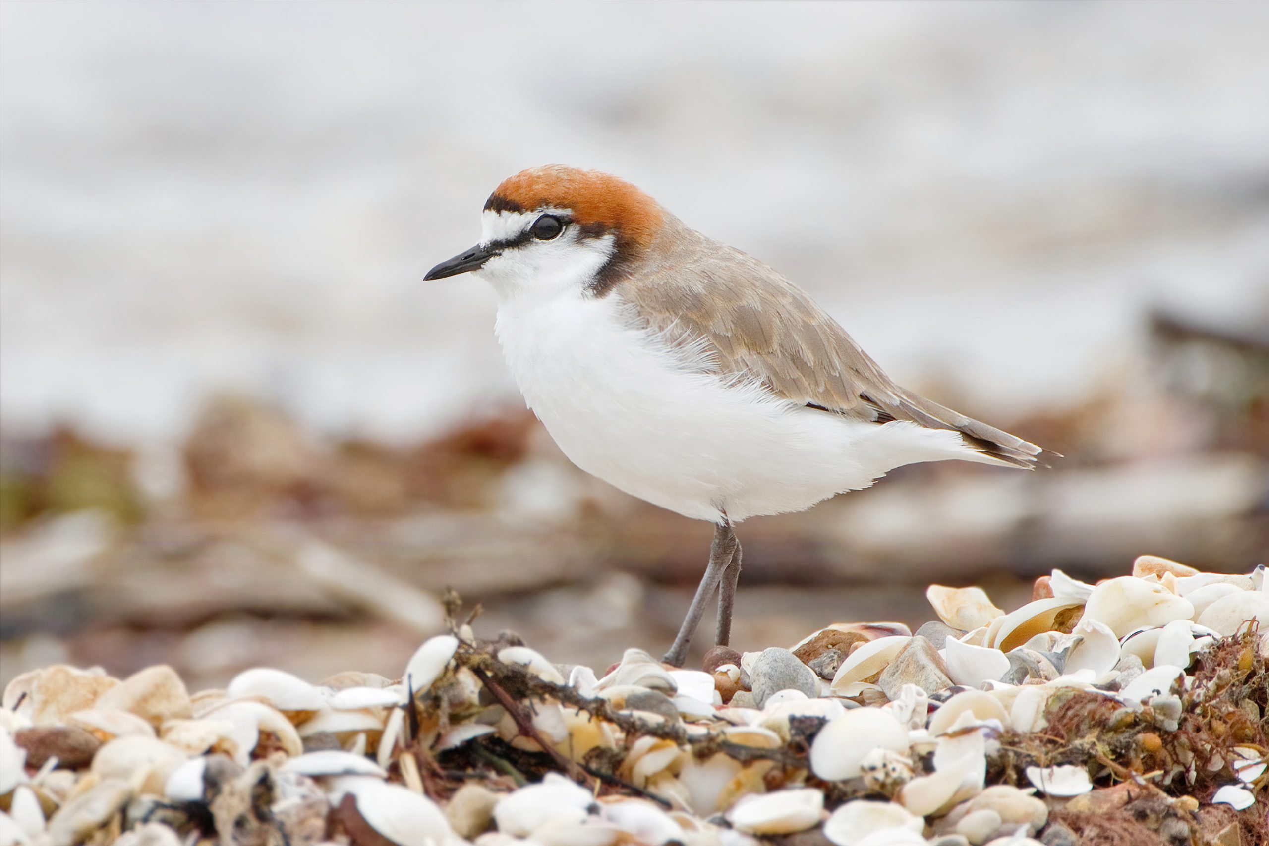 Red-capped Plover