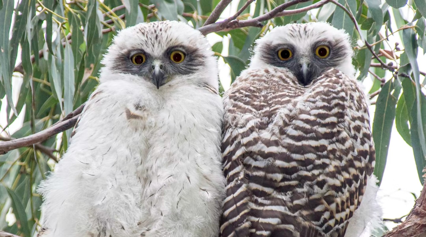 Powerful Owl