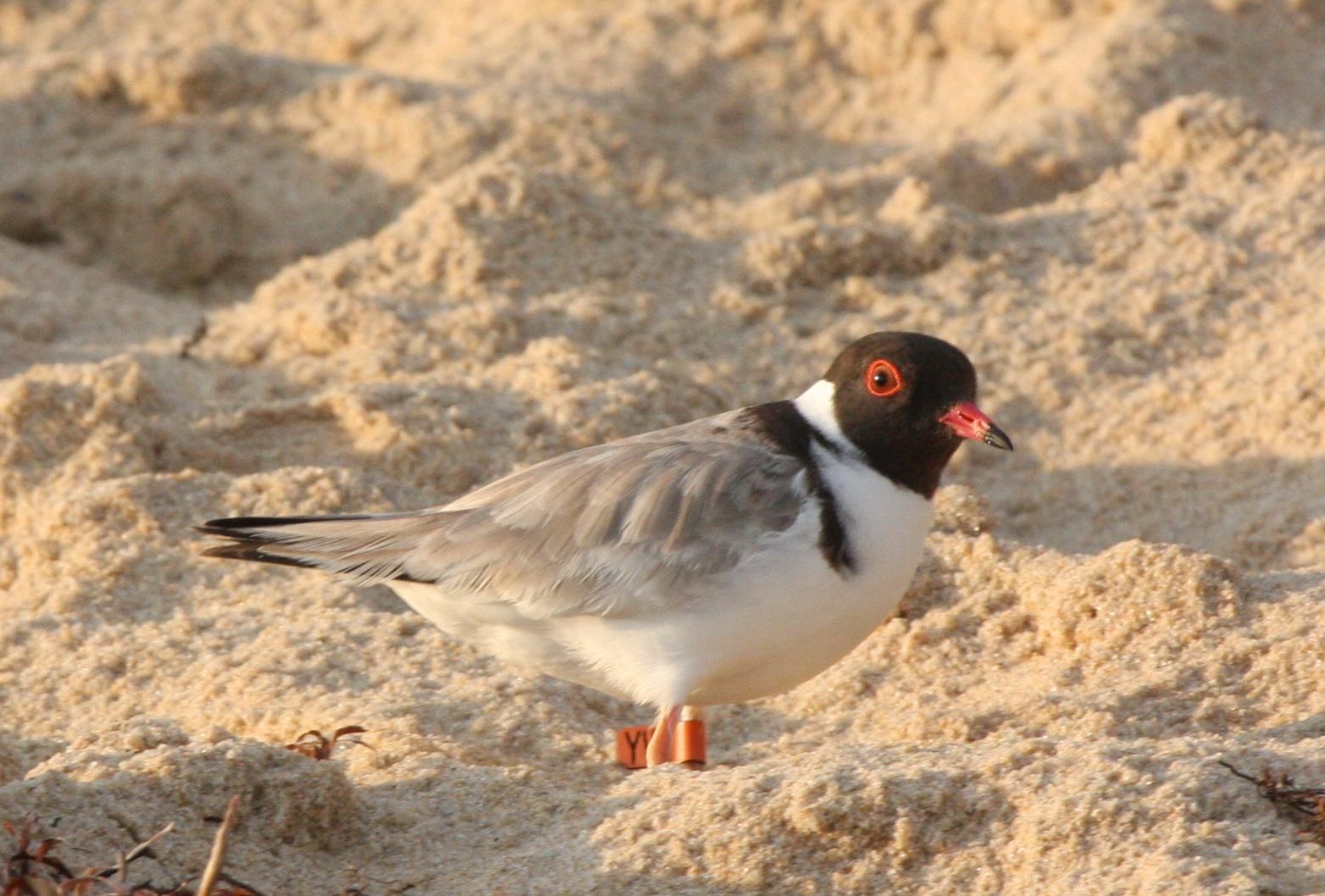 Hooded Plover