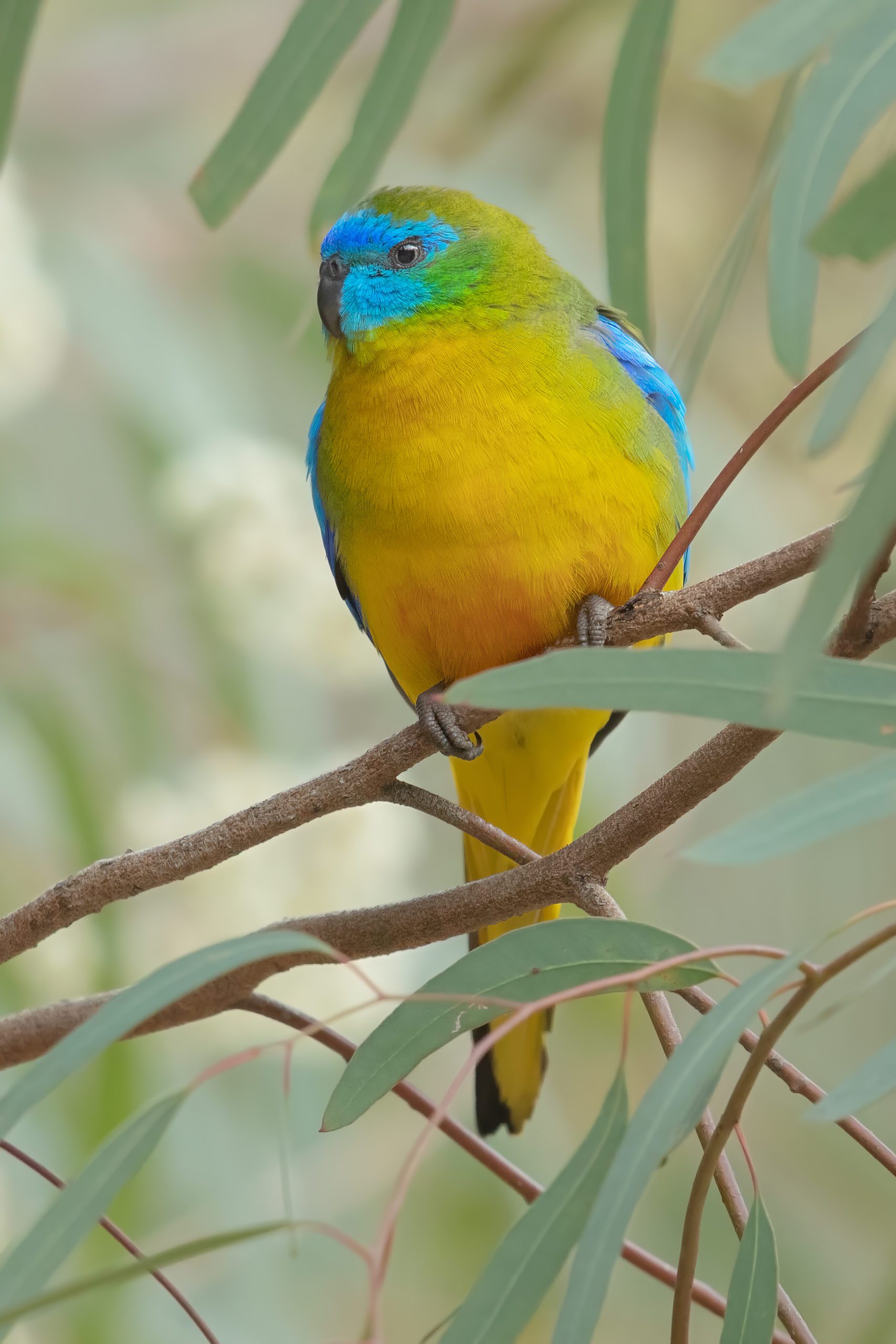 Turquoise Parrot