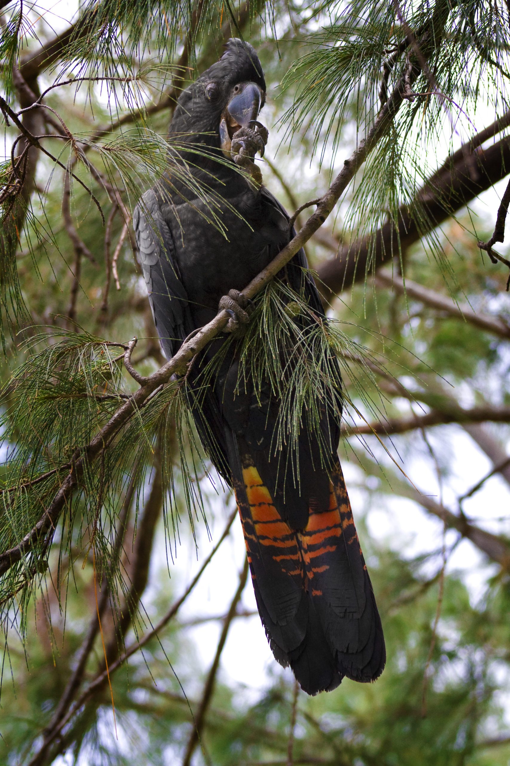 Red-tailed Black Cockatoo (Southern subspecies)