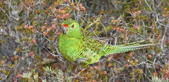 Ground Parrot