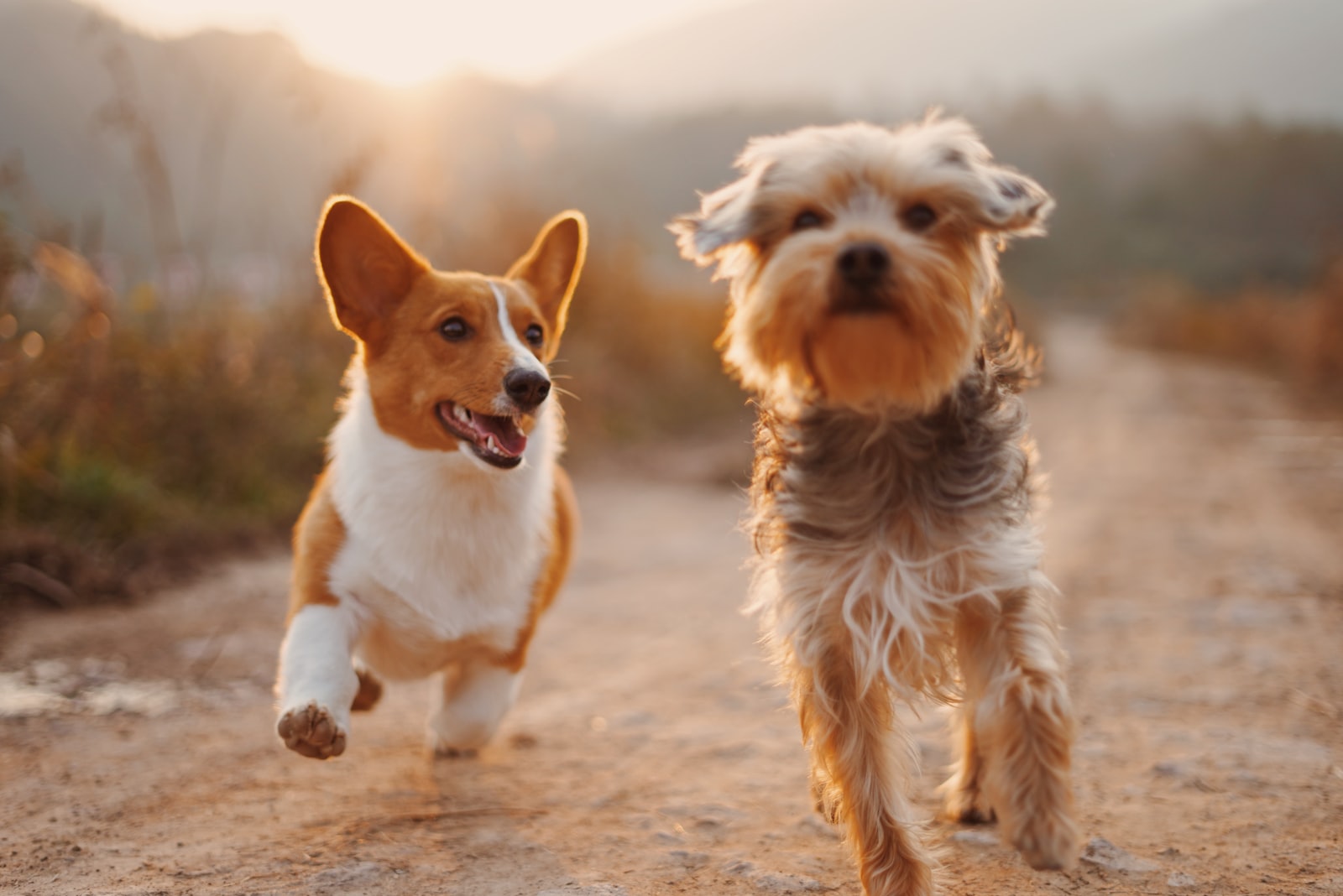 BIG4 Port Fairy welcomes your pet dogs on powered sites